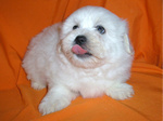 COTON DE TULEAR