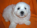 COTON DE TULEAR