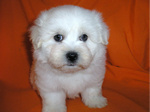 COTON DE TULEAR