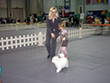 Pasja razstava COTON DE TULEAR