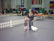 Pasja razstava COTON DE TULEAR