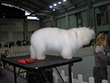 Pasja razstava COTON DE TULEAR