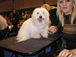 Pasja razstava COTON DE TULEAR