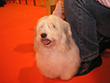 Pasja razstava COTON DE TULEAR