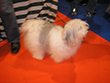Pasja razstava COTON DE TULEAR