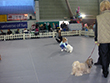 Pasja razstava COTON DE TULEAR