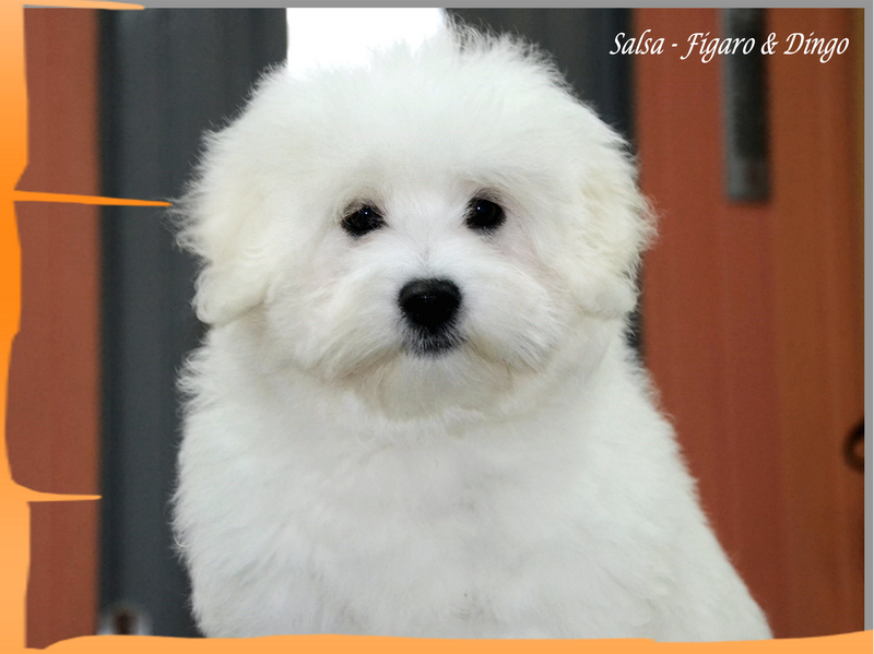 Coton de Tulear