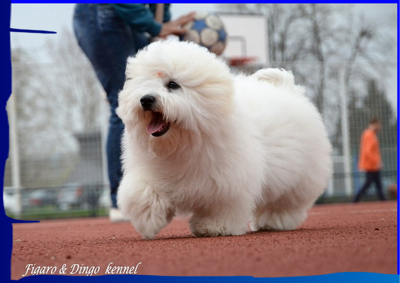 Coton de Tulear