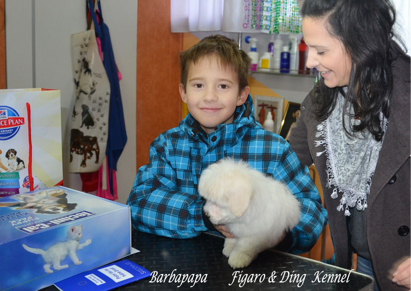 Coton de Tulear