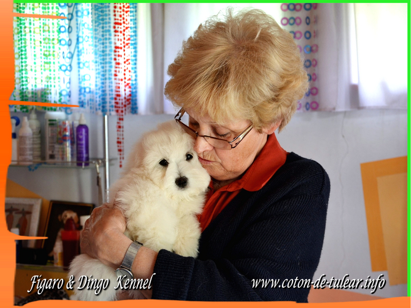 Coton de Tulear