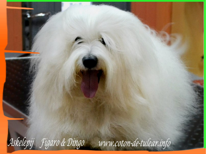 Coton de Tulear