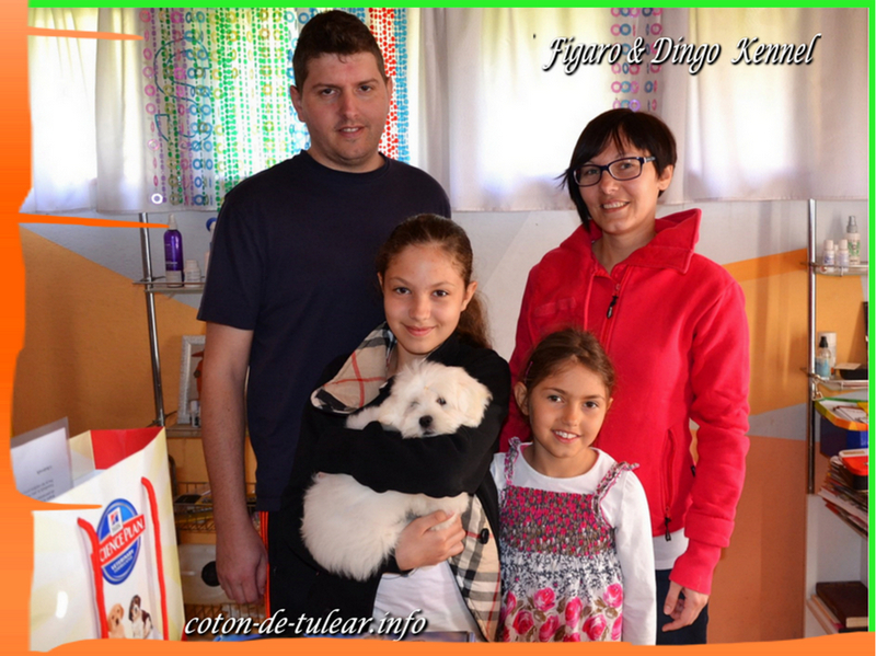 Coton de Tulear