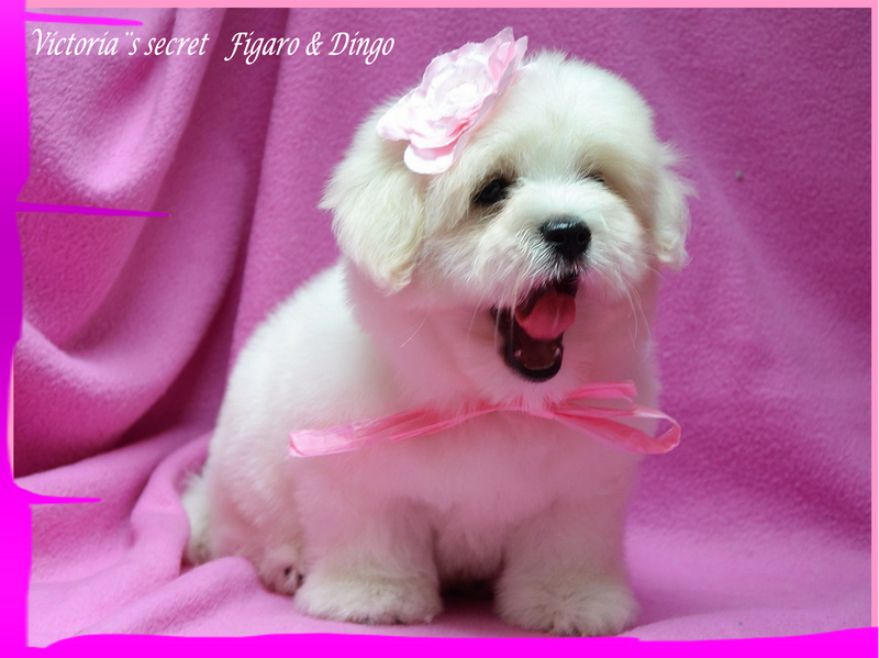 Coton de Tulear