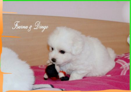 Coton de Tulear