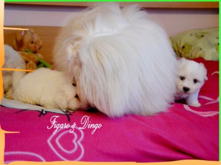 Coton de Tulear