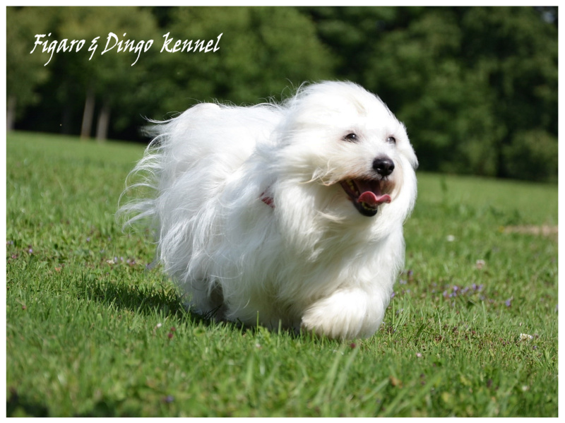 Coton de Tulear