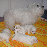 COTON DE TULEAR