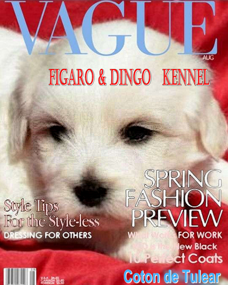 Coton de Tulear