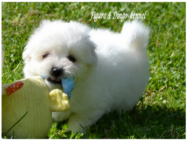 Coton de Tulear