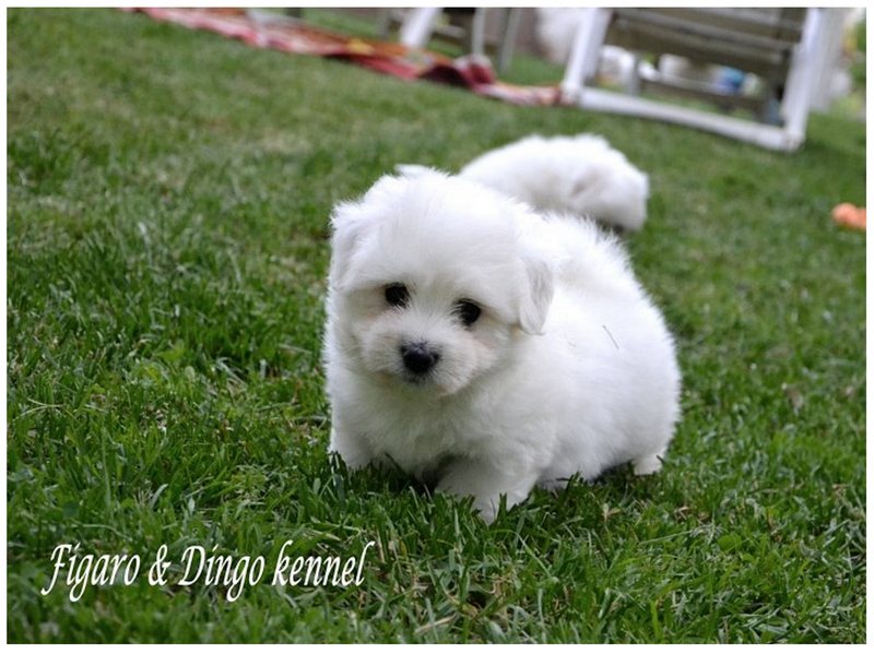 Coton de Tulear