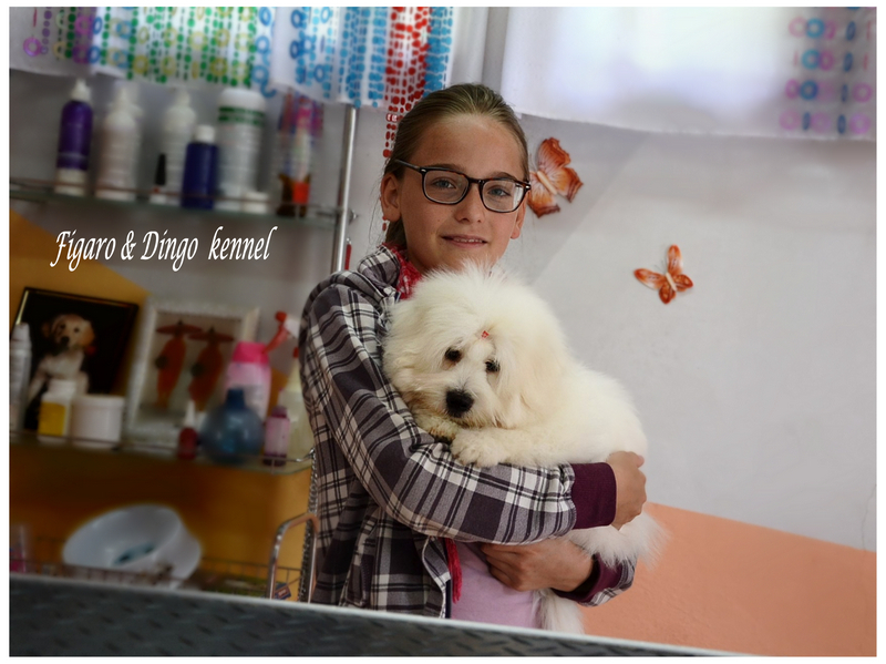Coton de Tulear