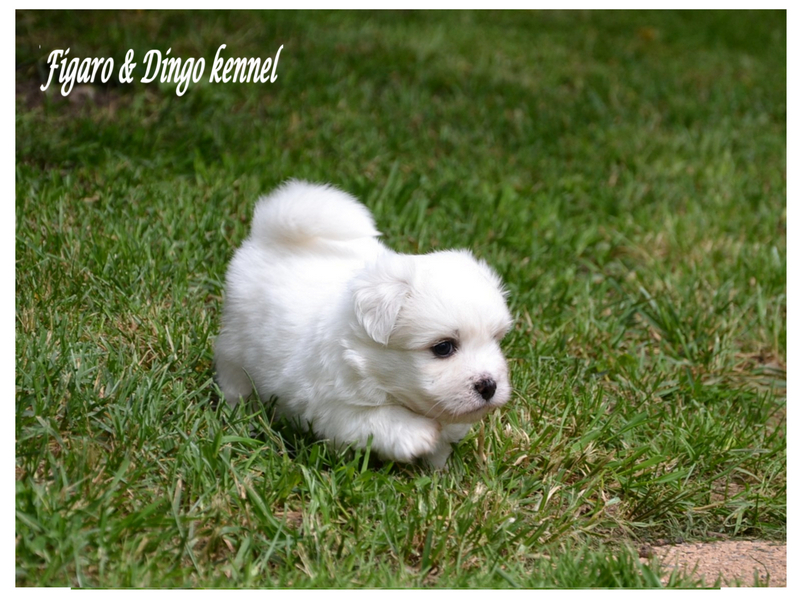 Coton de Tulear