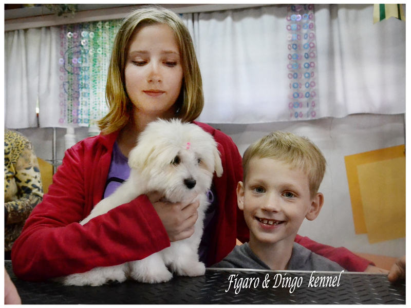 Coton de Tulear