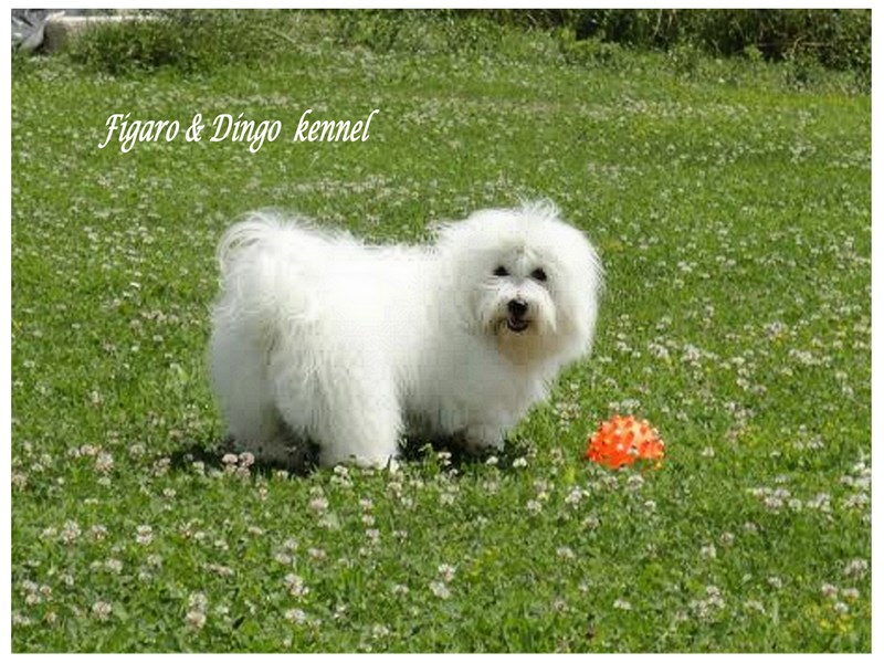 Coton de Tulear