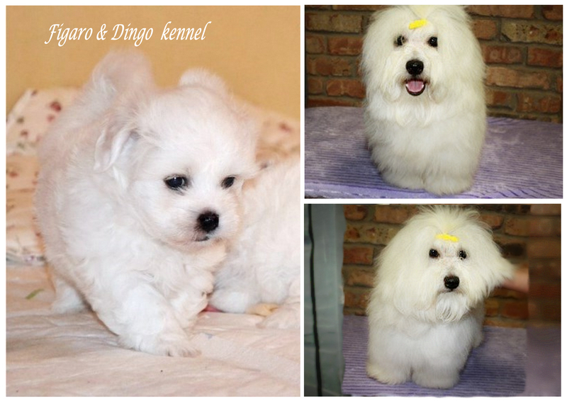 Coton de Tulear
