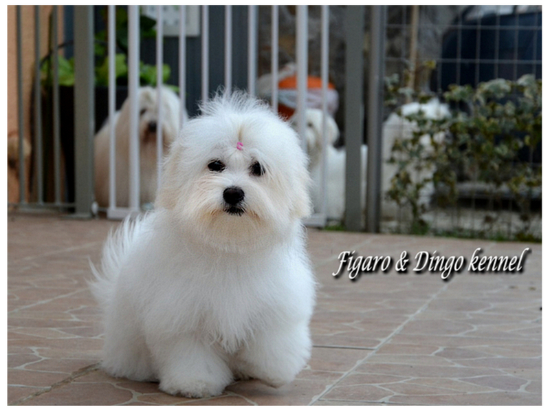 Coton de Tulear