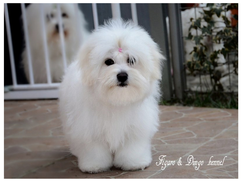 Coton de Tulear