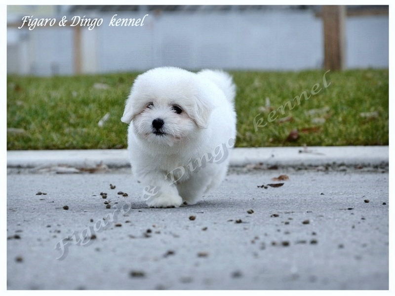 Coton de Tulear