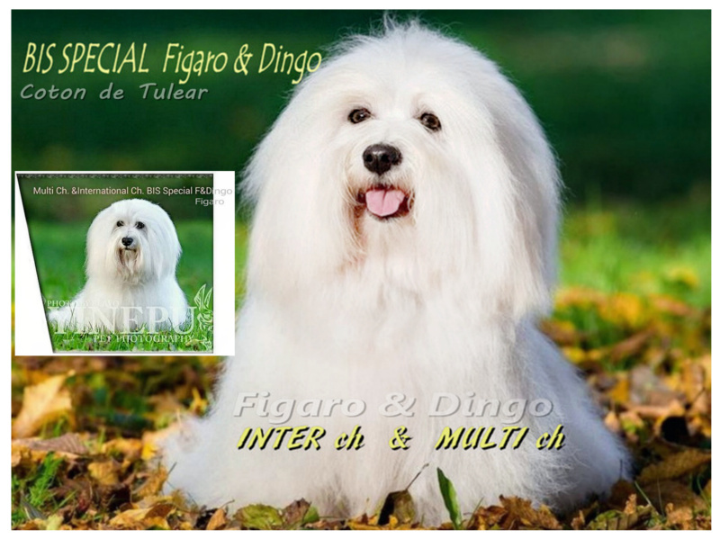Coton de Tulear