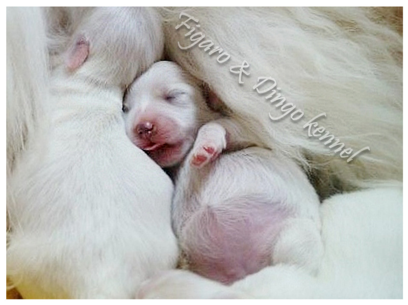 Coton de Tulear MLADIČKI