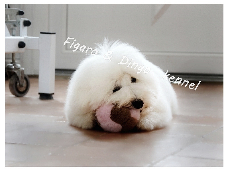 Coton de Tulear