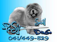 Coton de Tulear Figaro & Dingo