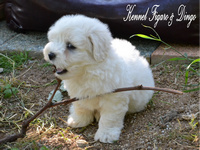 Coton de Tulear Figaro & Dingo