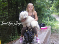 Coton de Tulear Figaro & Dingo