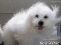 Coton de Tulear Figaro & Dingo