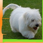COTON DE TULEAR