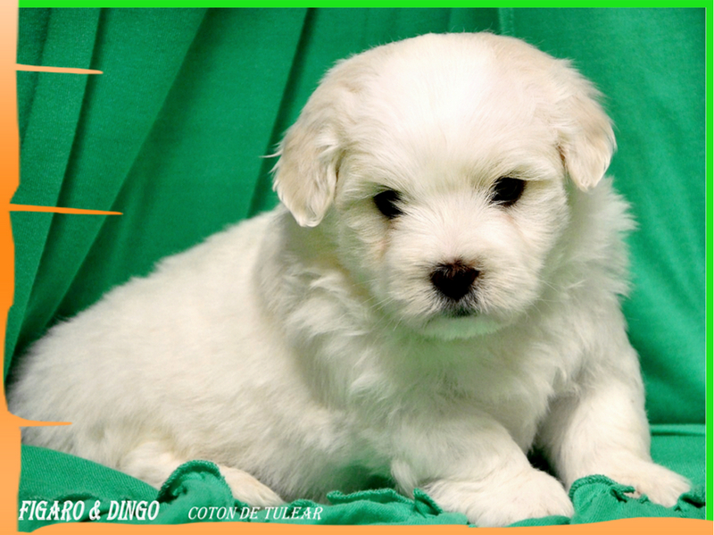 Coton de Tulear