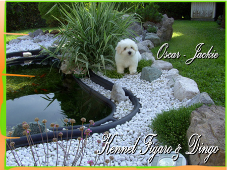 Coton de Tulear