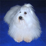 COTON DE TULEAR