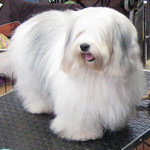 COTON DE TULEAR