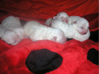 COTON DE TULEAR