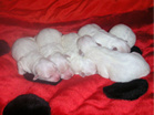 COTON DE TULEAR
