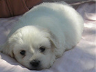 COTON DE TULEAR