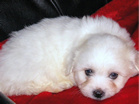 COTON DE TULEAR