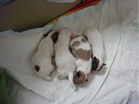 COTON DE TULEAR