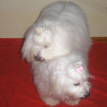 COTON de Tulear